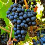 Petit Verdot CL2 OR